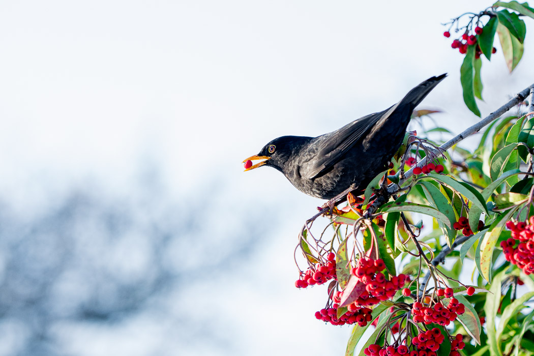 Amsel