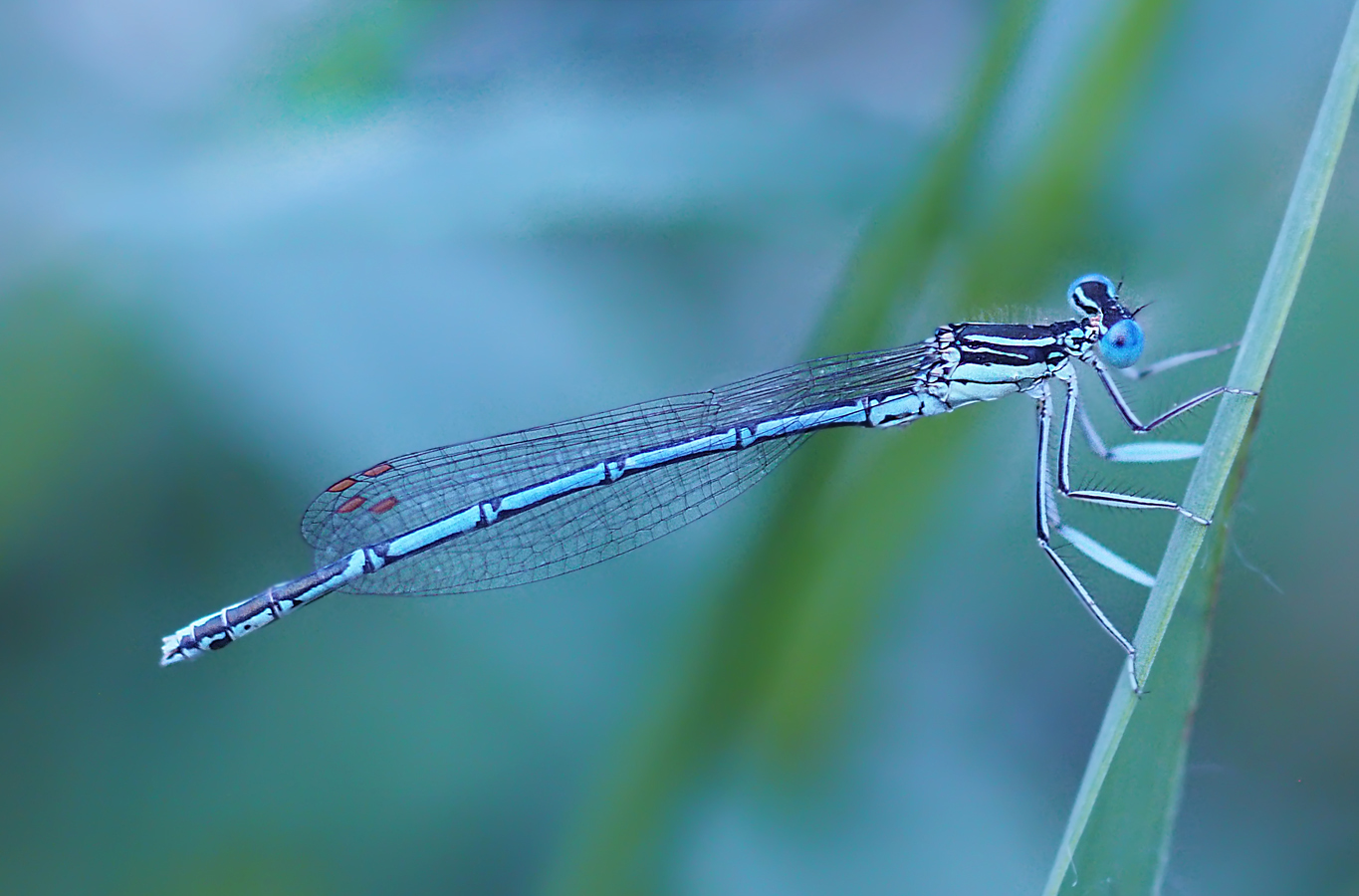 Blaue Libelle zur Blauen Stunde