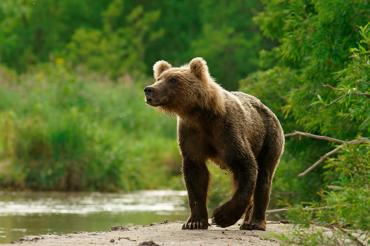 Kamtschakta-Braunbär