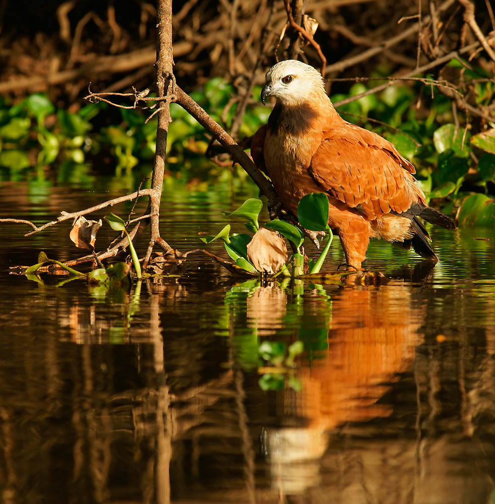 Fischbussard  (Busarellus nigricollis)