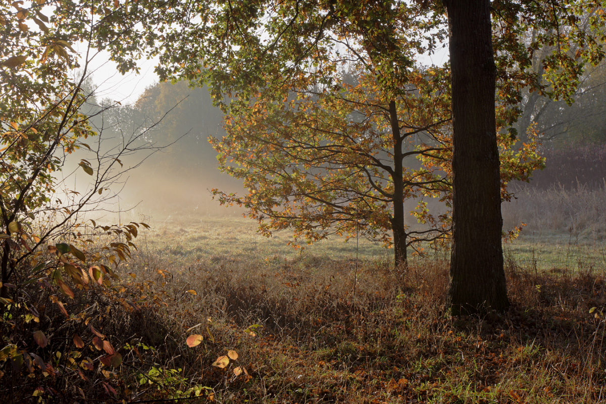 Novembermorgen auf dem Neanderlandsteig, Freizeitgelände Volkardey bei Ratingen