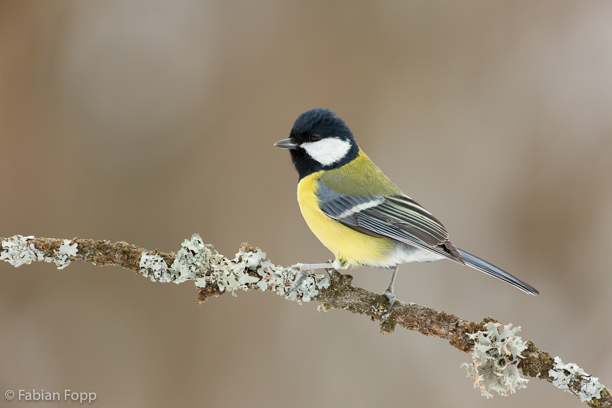 Kohlmeise (Parus major)