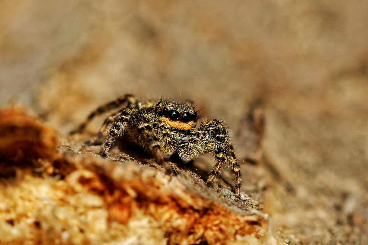 Rindenspringspinne (Marpissa muscosa)