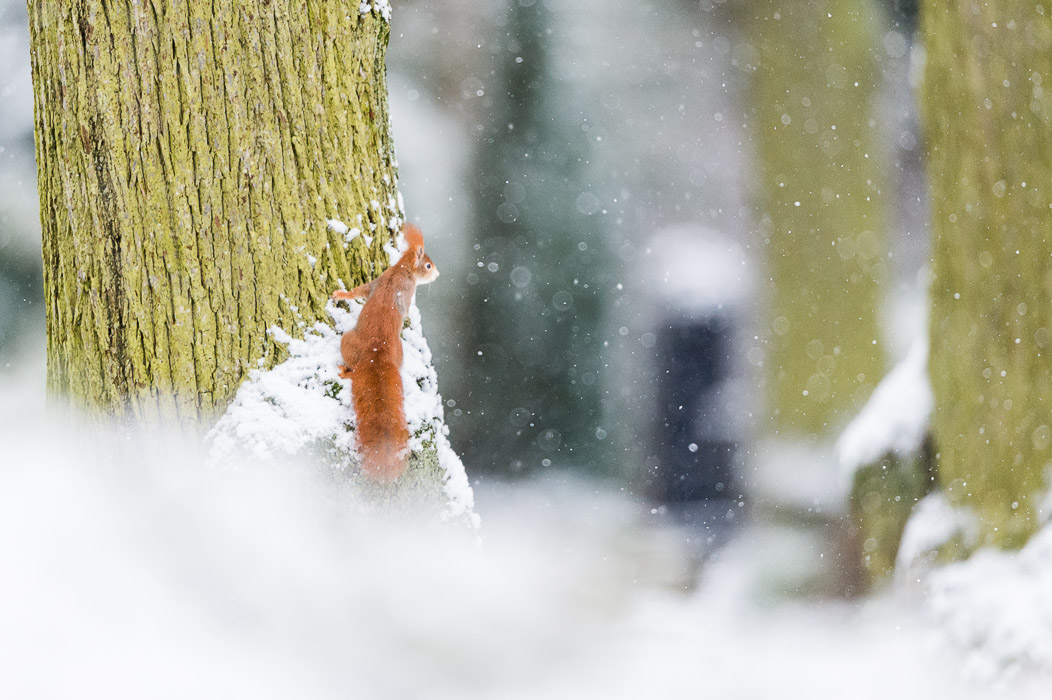 Eichhörnchen im Winter