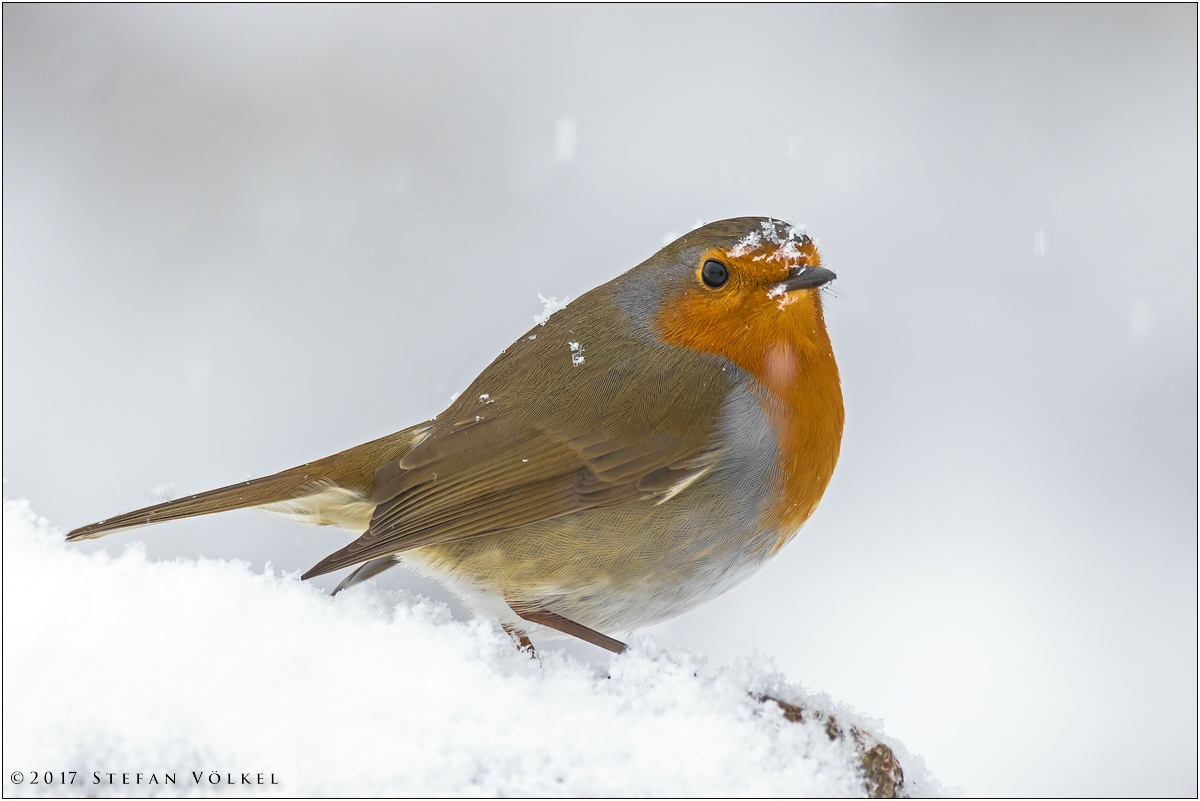 Rotkehlchen im Schneetreiben