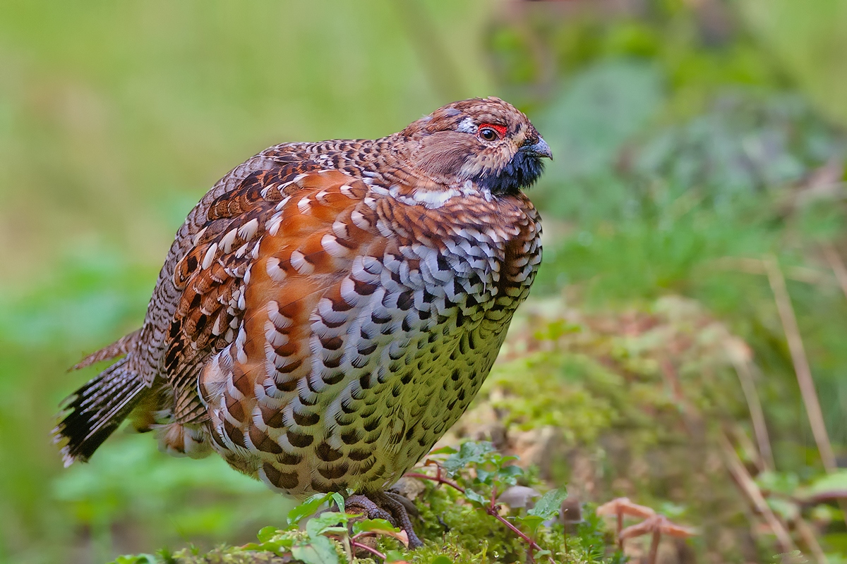 männl. Haselhuhn