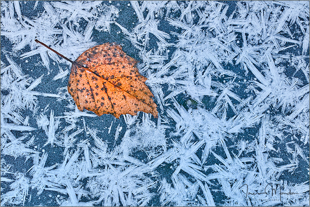 Erfrorener Herbst