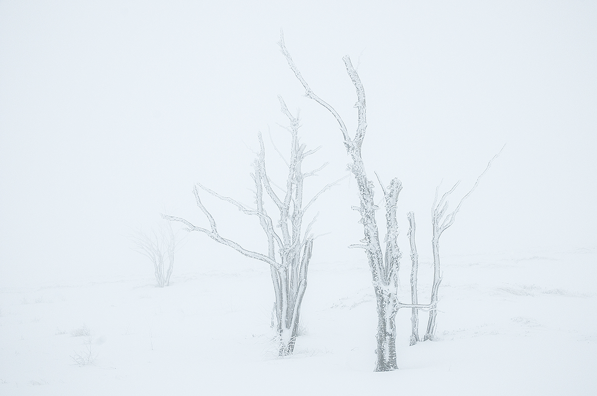 Nebel & Schnee...