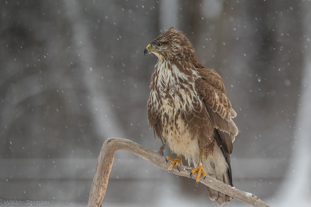 Mäusebussard