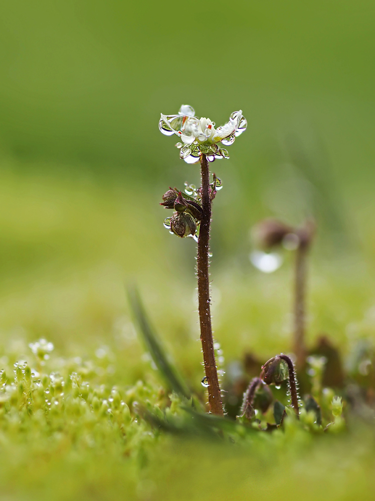 Mooskissenblümchen