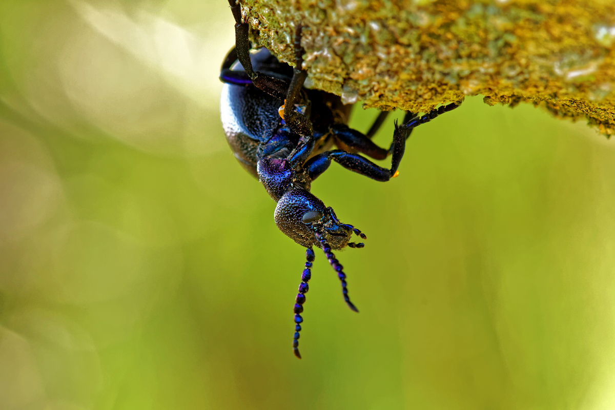 Schwarzblaue Ölkäfer (Meloe proscarabaeus)