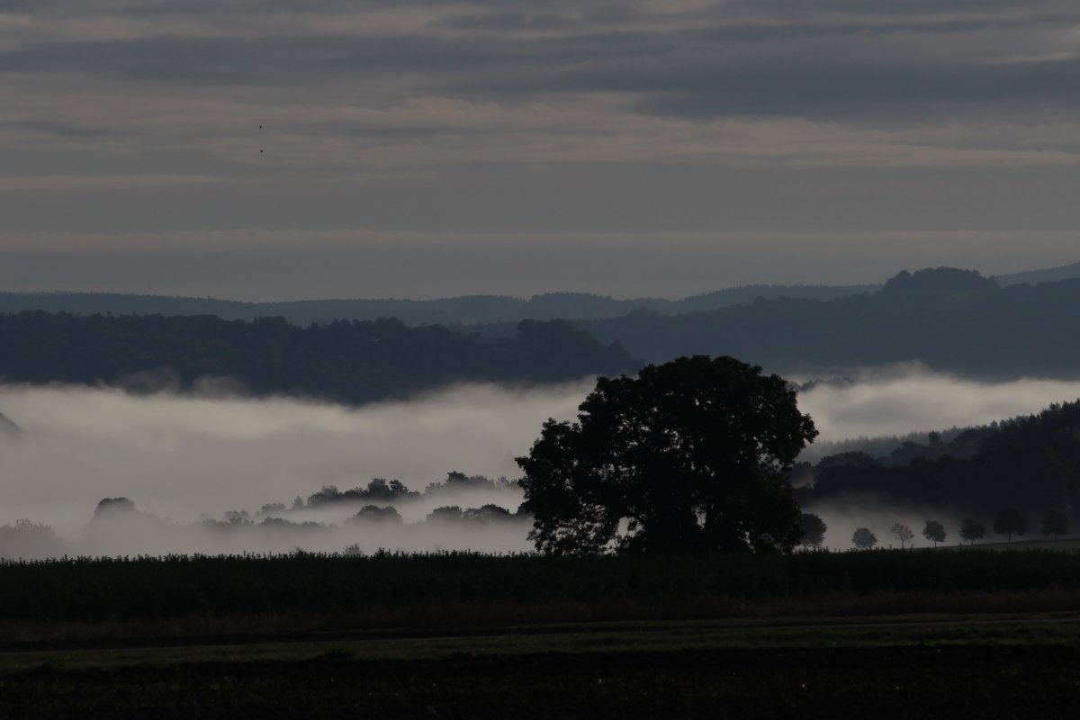 Früher Nebelmorgen im Elbsandsteingebirge