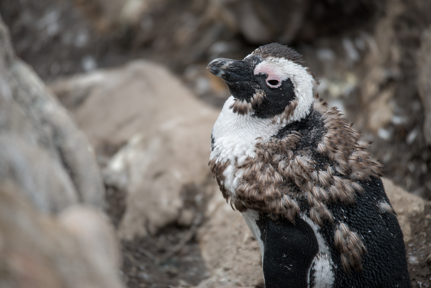 Brillenpinguin in der Mauser