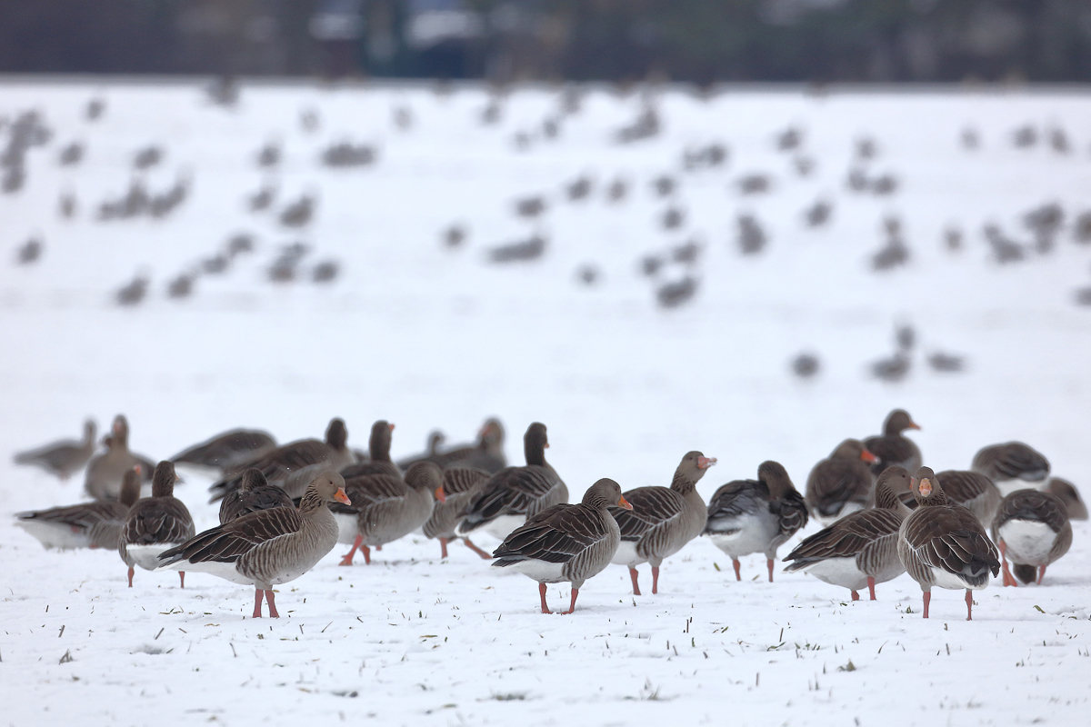 "Unsere" Wintergänse....