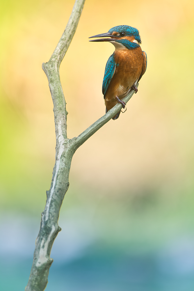 Portrait am Fluss