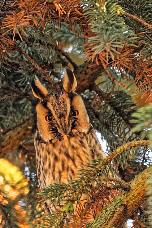 Waldohreule (Asio otus)