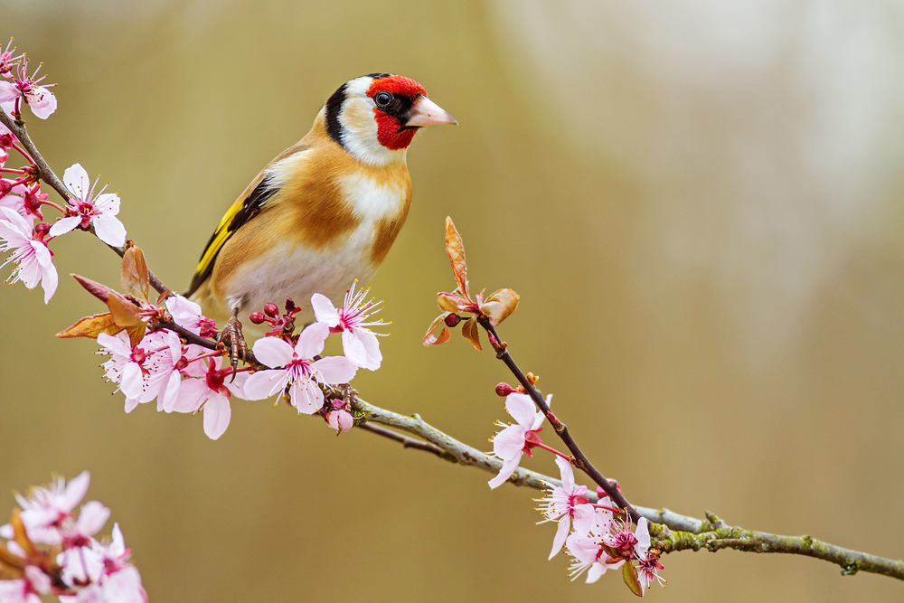 Frühling?