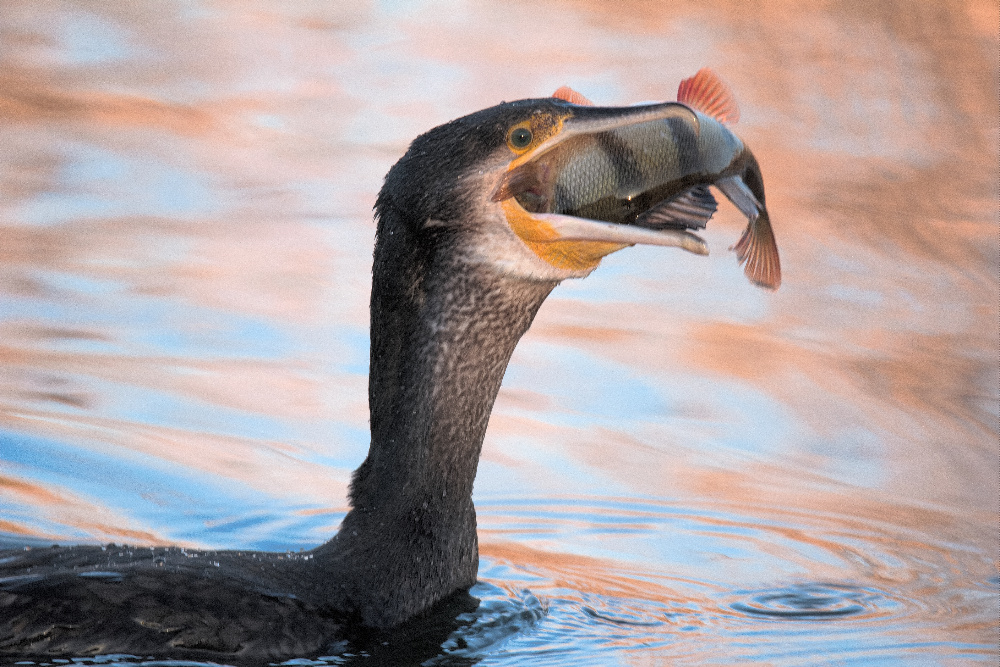 Kormoran mit Barsch