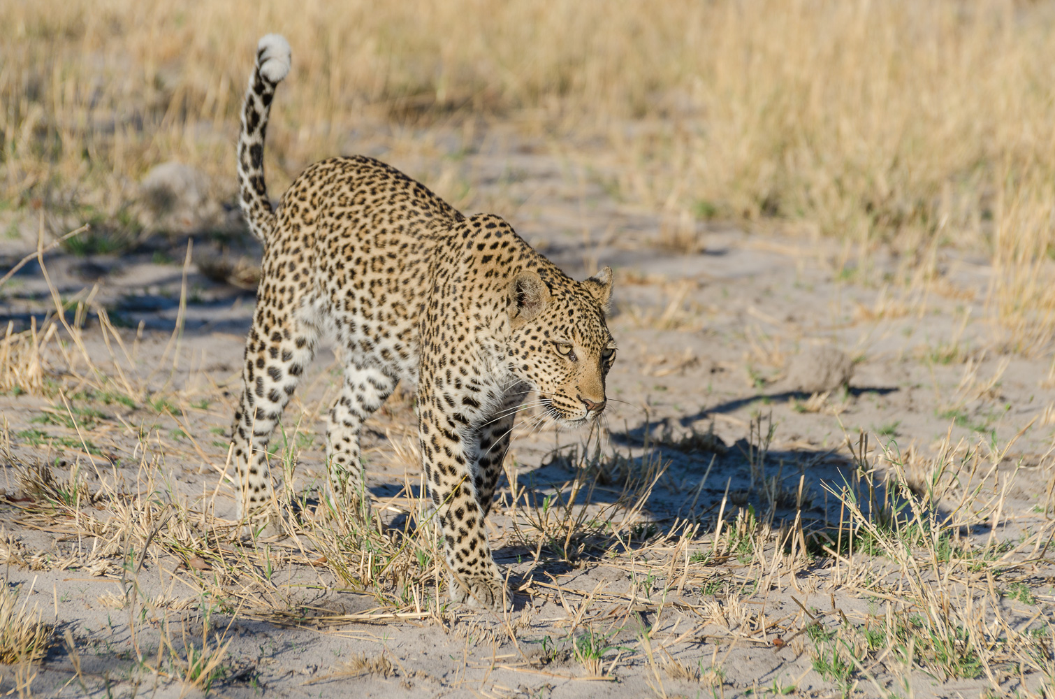 Leopard
