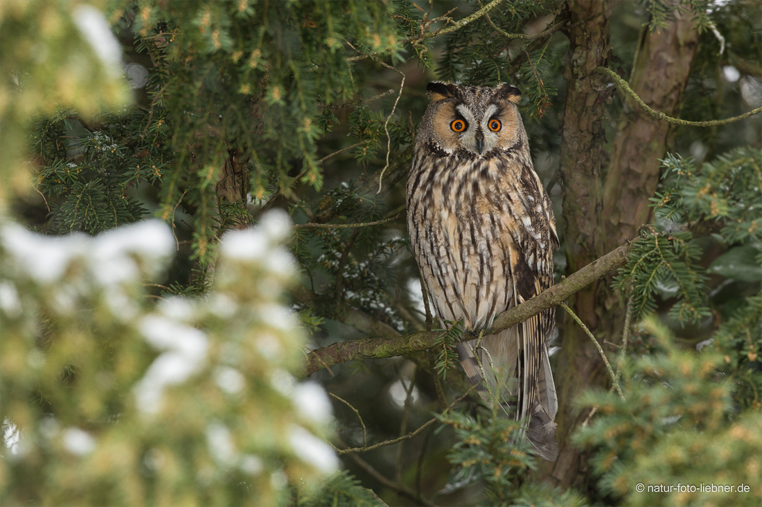 Waldohreule (Asio otus)