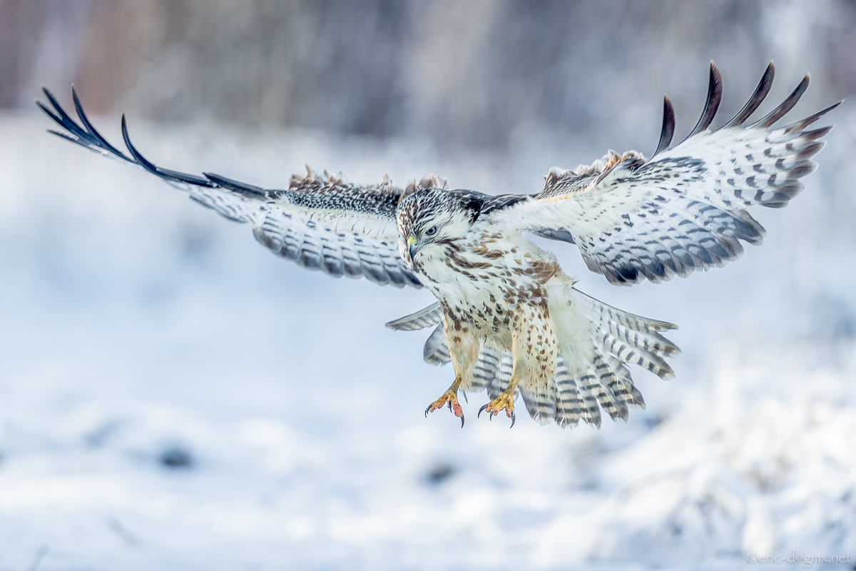 Schneebussard