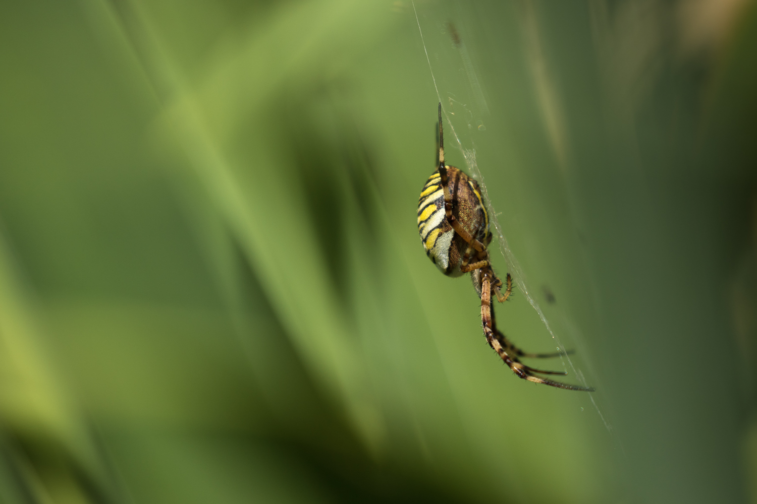 Wespen oder Zebraspinne