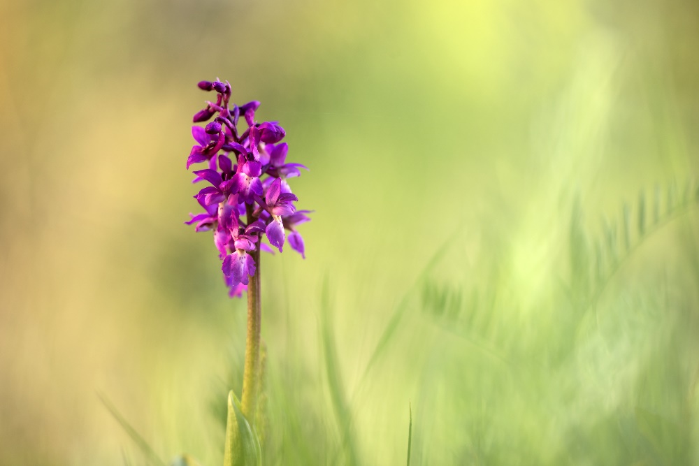 Orchis mascula