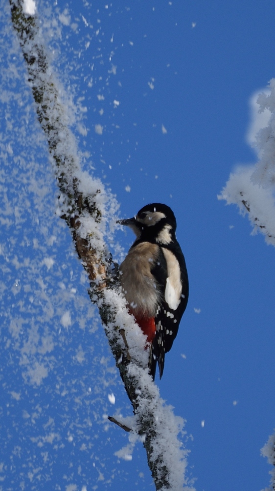 Großer Buntspecht im Winter