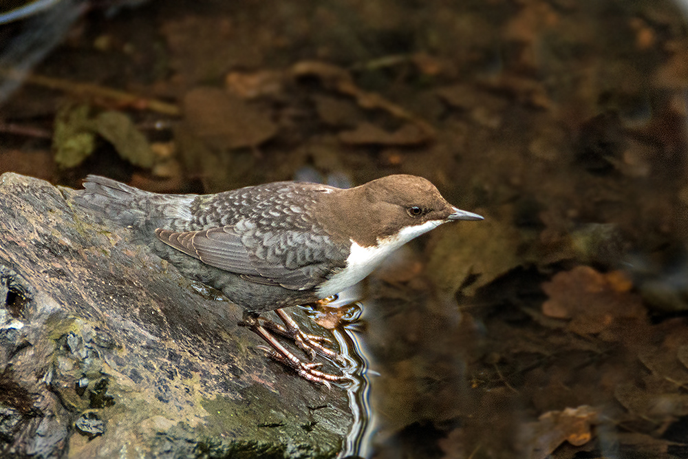 Von ihrer Sitzwarte aus beobachtet die Wasseramsel aufmerksam die Wasseroberfläche.