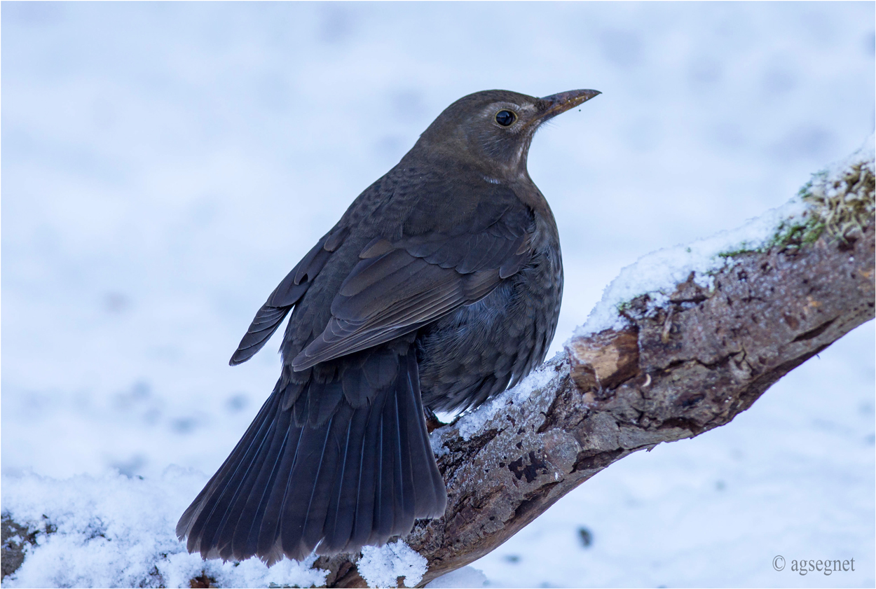 Frau Amsel