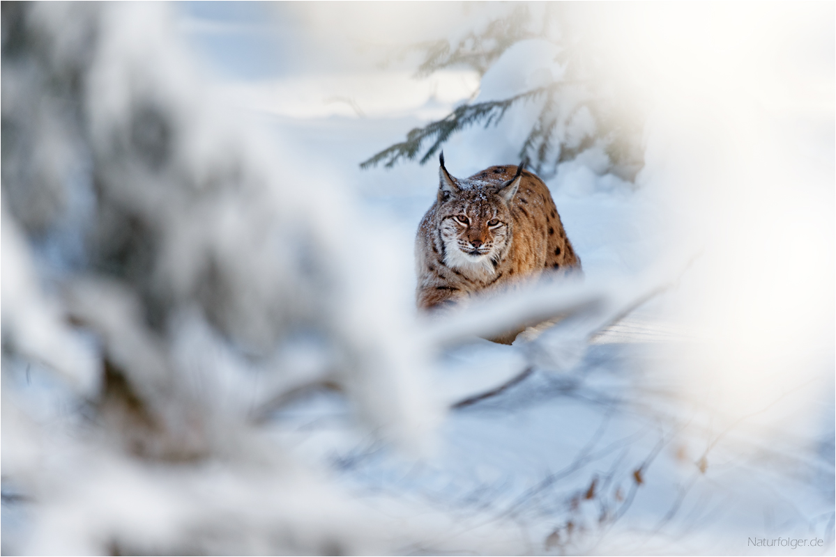 Tiefschnee