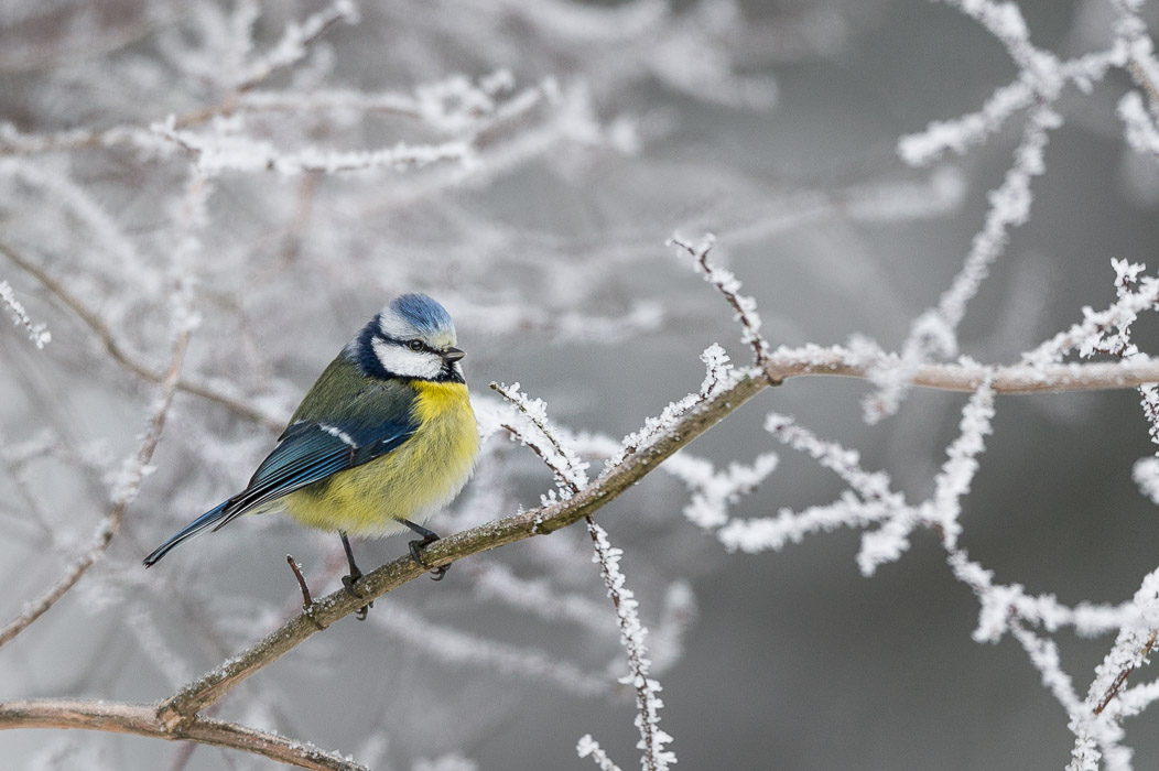 Blaumeise