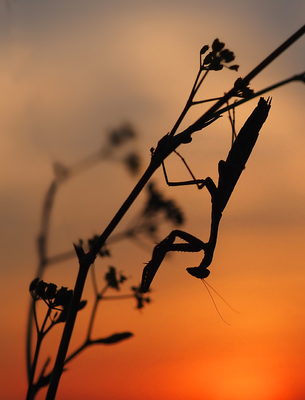 Warme Silhouette