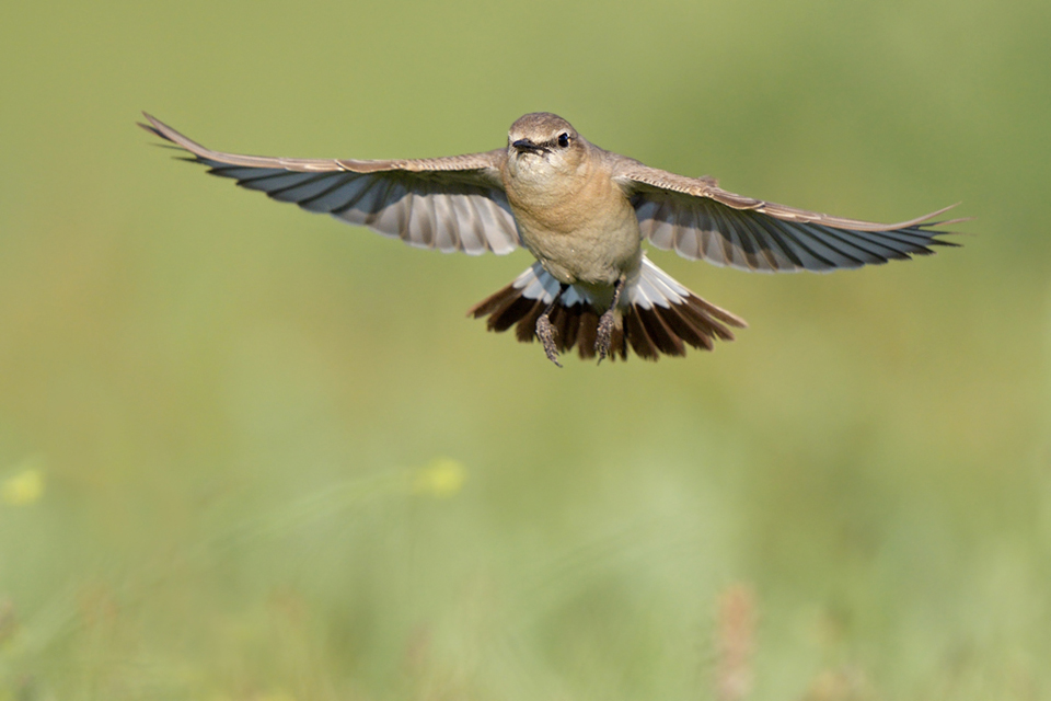 Im Anflug II
