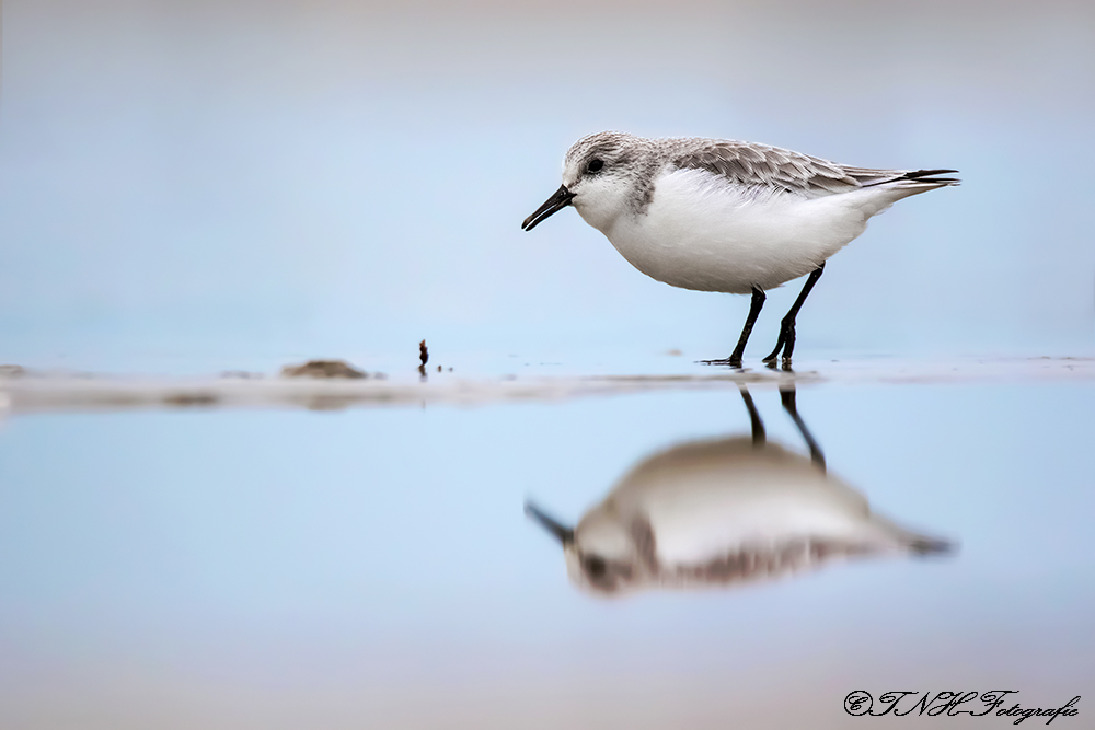 ~Sanderling~