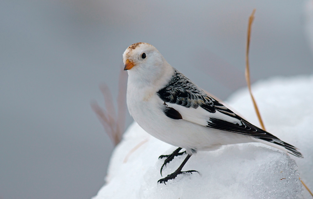 Schneeammer