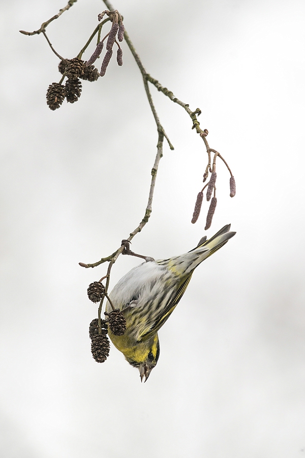 :..in seinem Baum...:
