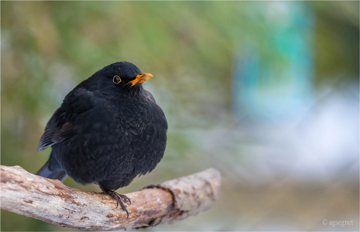 Amsel