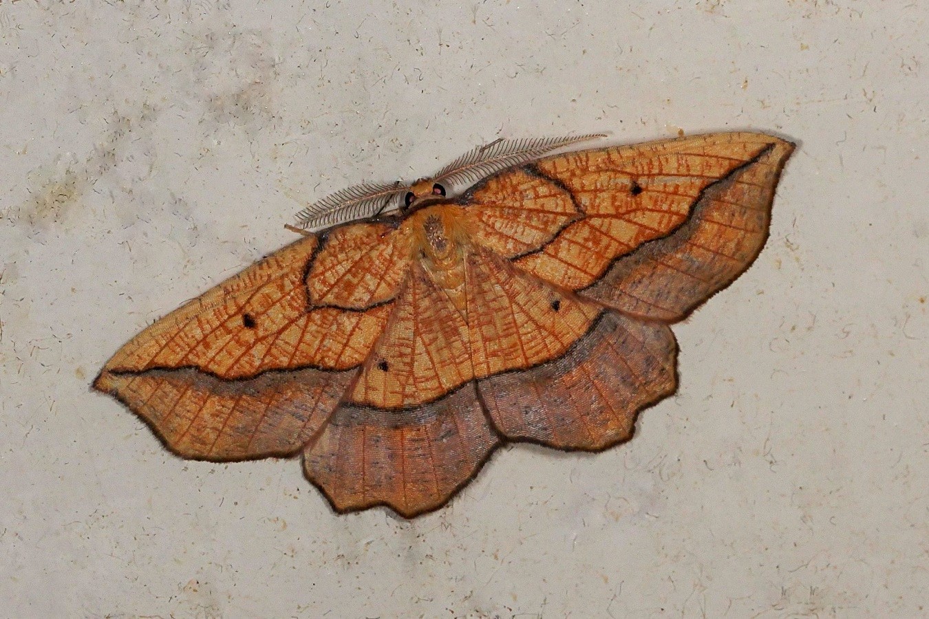 Epione repandaria