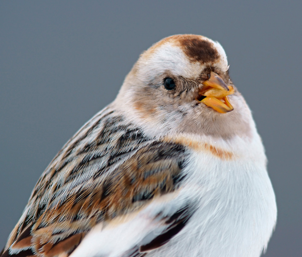 Schneeammer Portrait