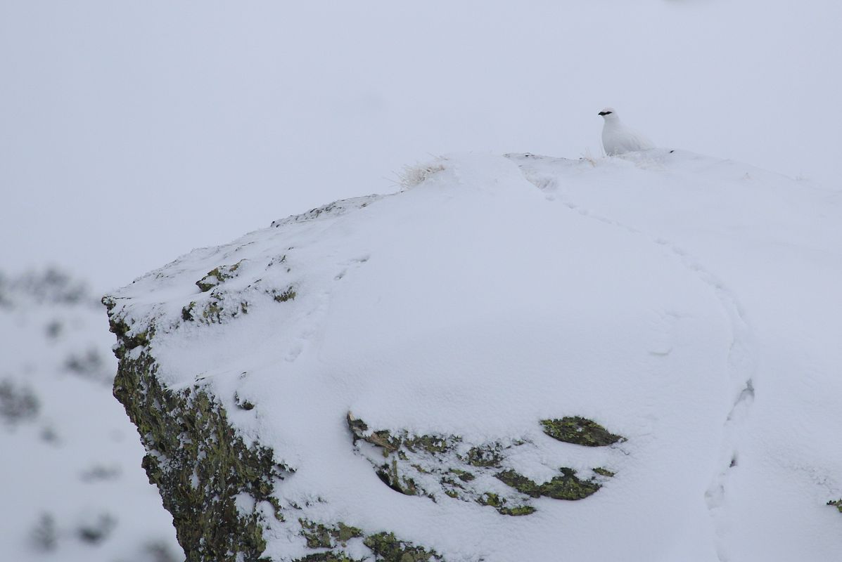 Die liebsten Spuren im Schnee