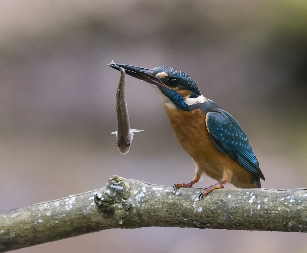 Eisvogel mit Fisch