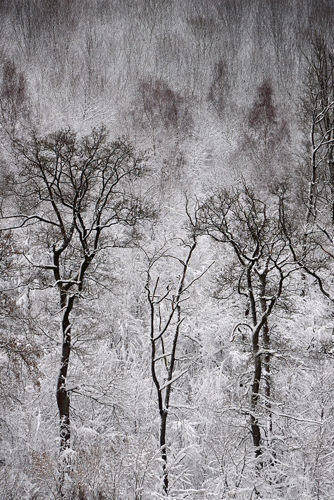 Winterwald im Harz