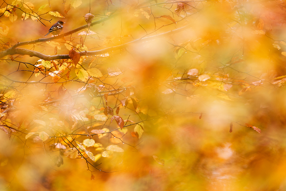 ~ Im Herbstwald ~