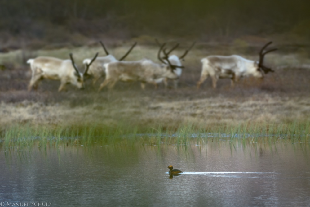 Fauna des Nordens