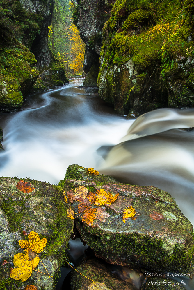 Haslachschlucht im Herbst