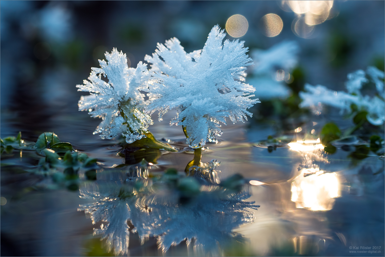 Eisblumen (Forum für Naturfotografen)