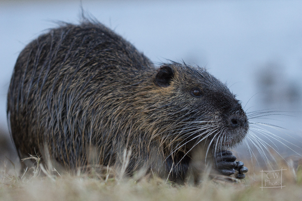 Nutria