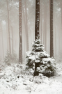 Unterwegs im Nebelwald