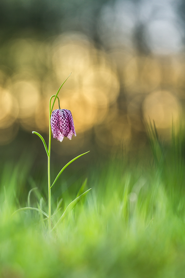 Schachblume